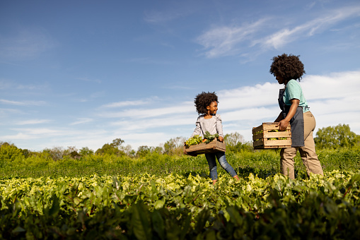 Happy African American girl helping her mother while harvesting vegetables at a plantation - agricultural activity concepts