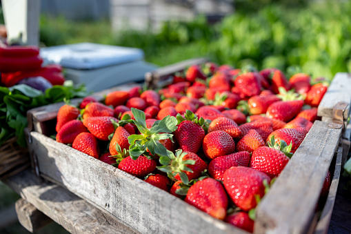 Fresh organic strawberries in a white wood basket by plants growing in a raised strawberry bed, with blossoms, green and red berries. Selective focus with blurred foreground and background.