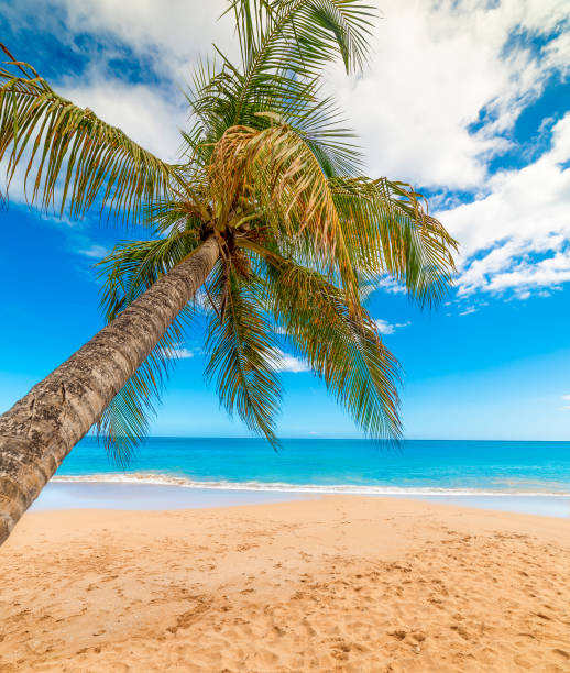 La perle beach in Guadeloupe, French west indies. Lesser Antilles, Caribbean sea