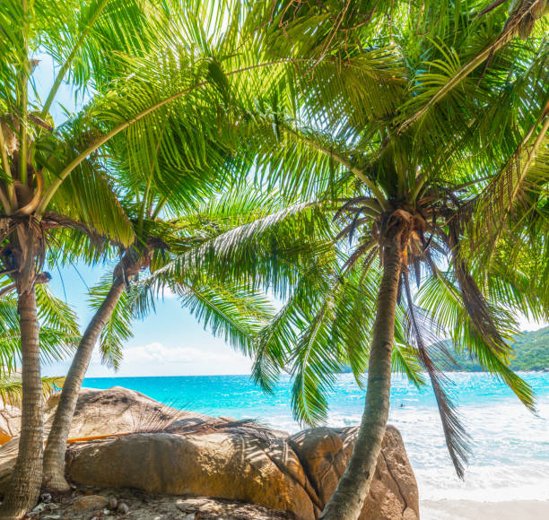 Rocks, palm trees and white sand in a tropical beach on a sunny day