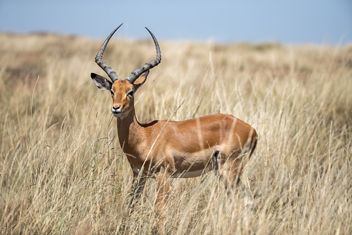 A male impala or rooibok, aepyceros melampus, grazing in the lush long grass of the Masai Mara, Kenya.