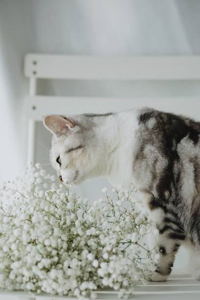 istock American Shorthair Cat and Baby's Breath 1939981066