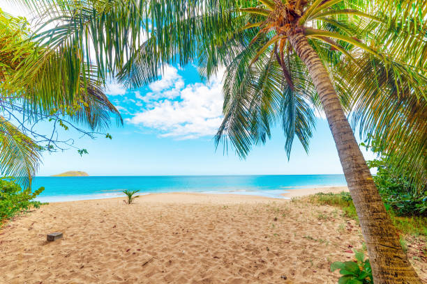 Palm trees in La Perle beach in Guadeloupe - foto de stock