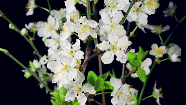White Cherry Plum Flowers Blooming in Time Lapse on a Black Background. Spring Concept
