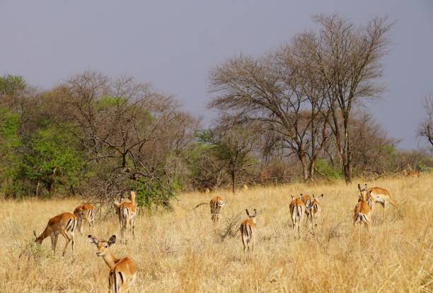 african wildlife, impalas group of impala antelopes in african bush arusha region stock pictures, royalty-free photos & images