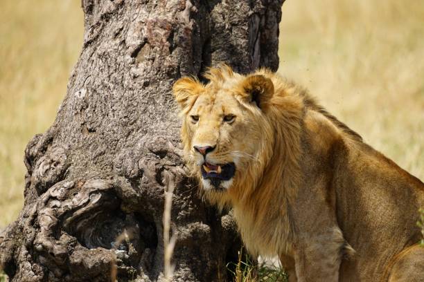 istock african wildlife, lion, grass, tree 1940000381