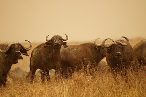 buffaloes on grassland, sandstorm in background