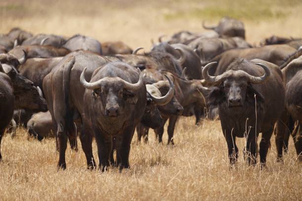 istock african wildlife, buffaloes, grassland, close 1940001487