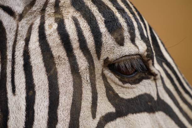 istock african wildlife, zebra, face, eye, close up 1940001495