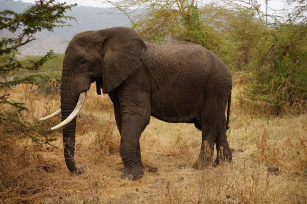 istock african wildlife - single adult elephant 1940002025