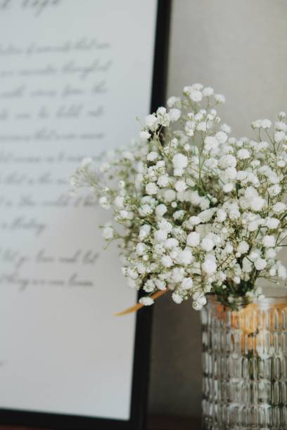 istock Gypsophila Flowers 1940004237
