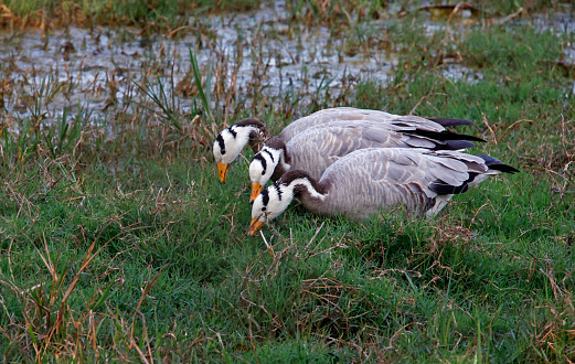 Bar headed geese feeding in a field