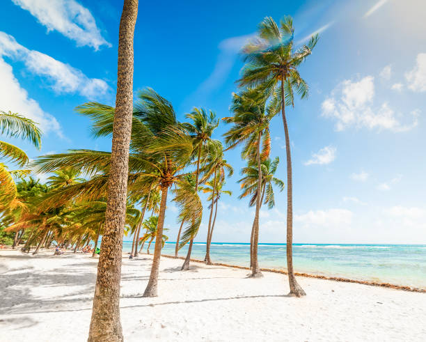 istock White sand and palm trees in Bois Jolan beach in Guadeloupe 1940015049