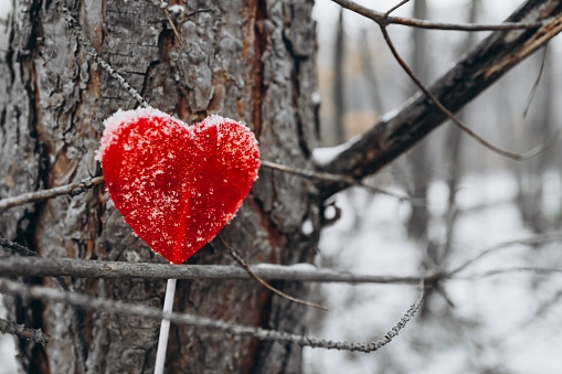 Heart entangled in bare branches of a tree, thorns and love