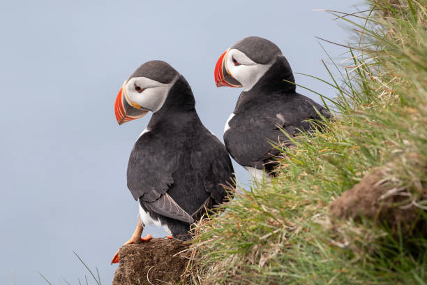 istock Two Puffins sitting at the edge of the cliiff at Latrabjarg. 1940031759