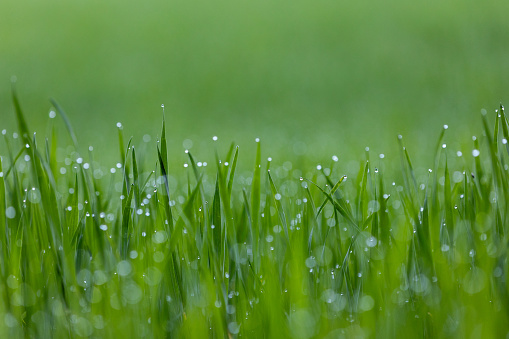 Close-up of a green meadow with small raindrops on the tips of the grass. Macro shot of green grass on an autumn morning.