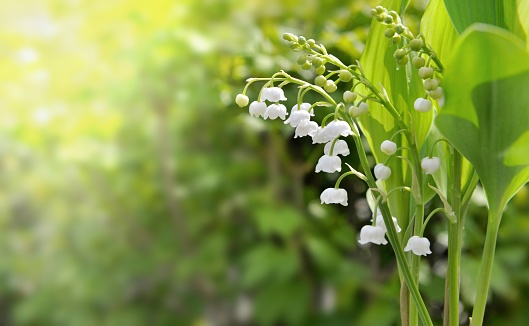 close on bells of pretty bouquet of fresh lily of valley blooming in a garden