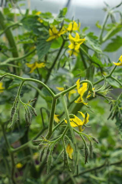 istock Yellow flowers of tomato tops 1940034437