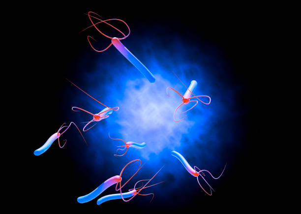 Helicobacter pylori is a gram-negative, flagellated, helical bacterium. It is capable of colonizing the stomach mucosa. 3d rendering