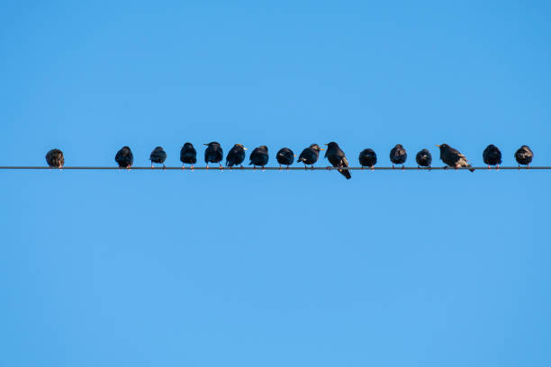 istock A flock of starlings perched on power lines with blue sky background 1940034441