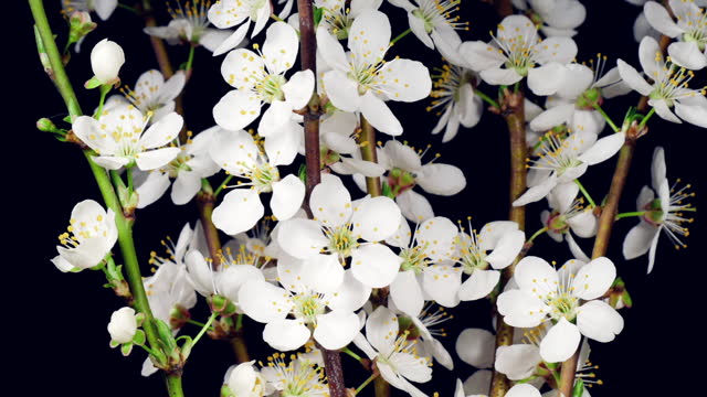 White Cherry Plum Flowers Blooming in Time Lapse on a Black Background. Spring Concept