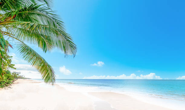 istock Coconut palm tree by the sea in Guadeloupe 1940038125
