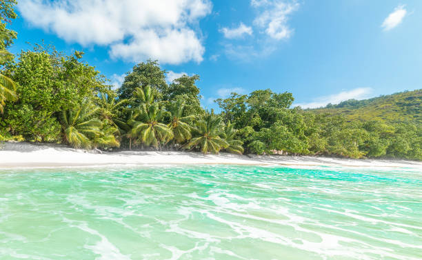 istock Turquoise water and palm trees in a tropical island 1940039493