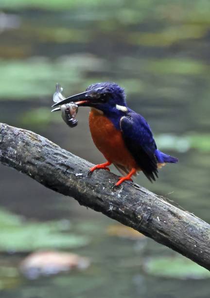 Shining-blue Kingfisher (Alcedo quadribrachus quadribrachus) adult perched on dead branch with fishAnkasa, Ghana, Africa.            November