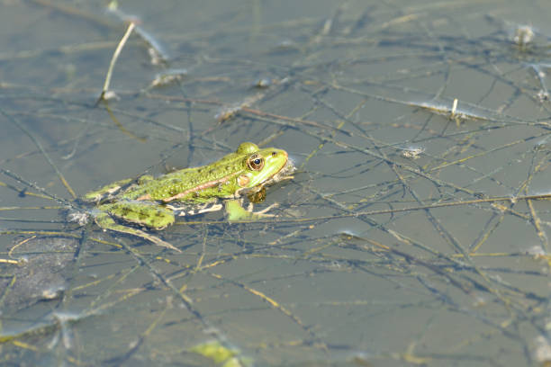 istock Edible frog swims in the muddy water 1940052436