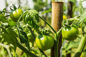 Green unripe tomatoes hang on a branch in a greenhouse
