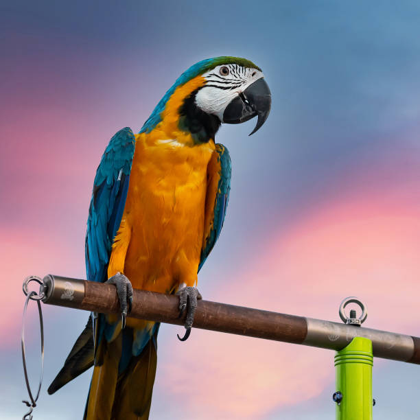 istock The beauty of macaws 1940053512