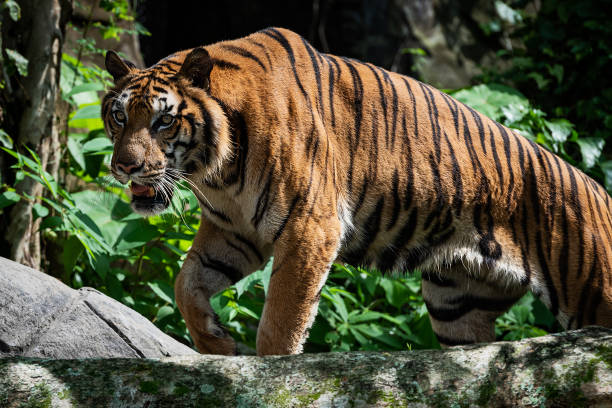 istock Photos of tiger in naturally. 1940054585