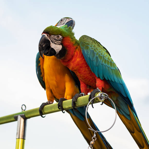 istock The beauty of macaws 1940055671