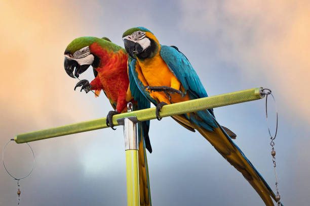 istock The beauty of macaws 1940055701
