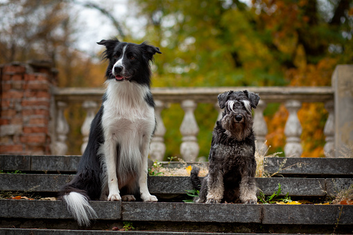 A black and white Border Collie and a gray Schnauzer are sitting on the granite steps of an old staircase against the backdrop of an autumn park