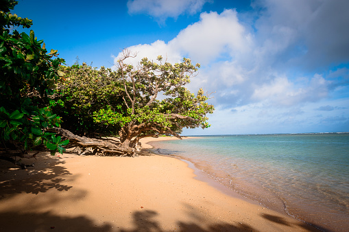 Kauai coast with a tree growing out on the sand