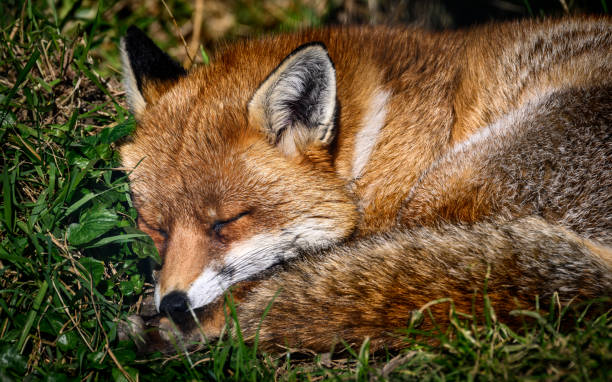 istock Beautiful red fox on the blurry background during the daytime 1940072977