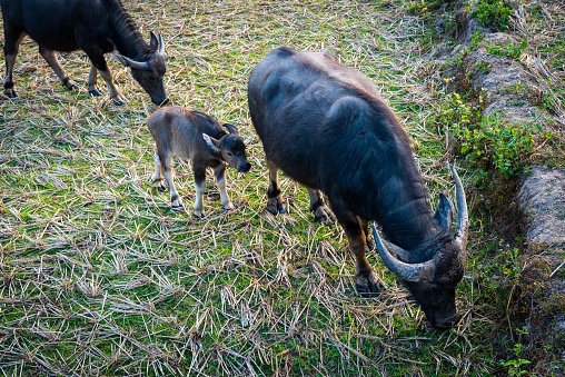 Water buffalo with cub in a field