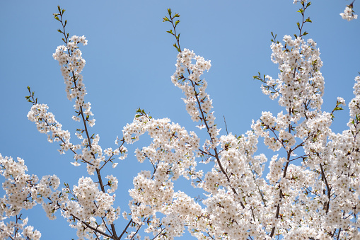Cherry Blossoms against the blue sky in spring with Soft focus, in Korea