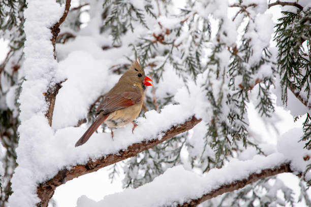 A female northern cardinal stands on a snow covered tree branch after a snow storm on a winter day in Iowa.