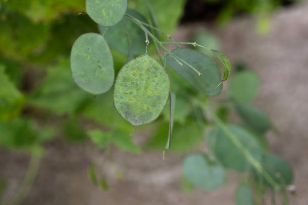 Fruits of golden rain tree (Koelreuteria paniculata).