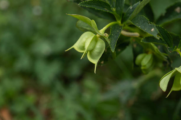 Green hellebore (Helleborus viridis) fruits