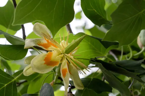 Tulip tree (Liriodendron tulipifera) with blooming tulip-like flowers and green deciduous foliage