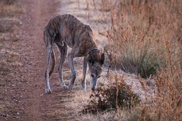greyhound (galgo, dog) for a walk in the field/countryside next to a fence first moment of the morning, warm light but the temperature is low vigilar stock pictures, royalty-free photos & images