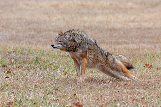 A Coyote Stretches in a Prairie A coyote stretches in an open prairie. Its front paws are up, its rear end down, as if in a plank pose yoga position. jackals stock pictures, royalty-free photos & images
