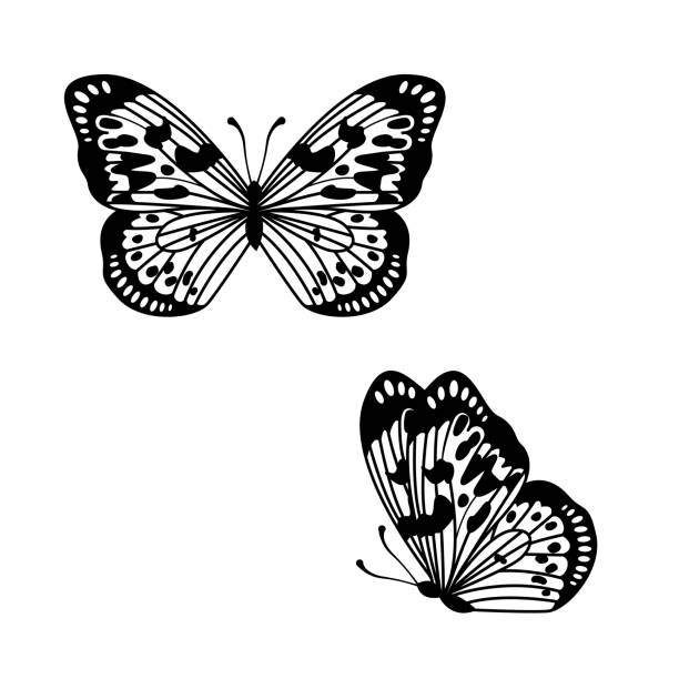 monarch butterfly vector, sylwetka kontur dekoracyjny ornament element motyl projekt na białym tle - butterfly monarch butterfly spring isolated stock illustrations