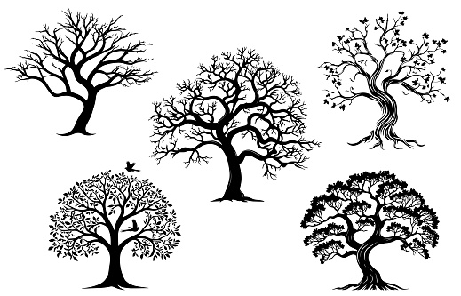 Trees silhouettes. Winter autumn naked forest and park tree and spruces without foliage. Vector isolated images on white background with birds