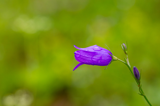 Delphinium, Germany, Eifel.