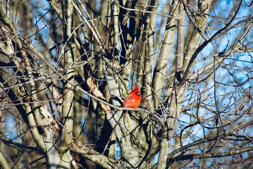 The vibrant red color of a male Northern Cardinal (Cardinalis cardinalis) sitting on the branch is highlighted  against a white snowy background.