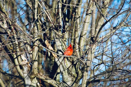 A male Northern Cardinal perches on a tree branch in Virginia on a spring day.